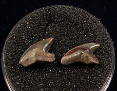 Real Sumatran Tiger shark tooth for sale | Buried Treasure Fossils. Tooth on the left.