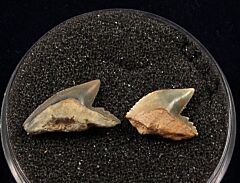 Real Sumatra Galeocerdo cuvier shark teeth for sale | Buried Treasure Fossils. Tooth on the left.