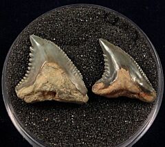 Rare Sumatran Hemipristis serra tooth for sale | Buried Treasure Fossils
