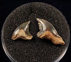 Rare Sumatran Snaggletooth tooth for sale | Buried Treasure Fossils. Tooth on right.