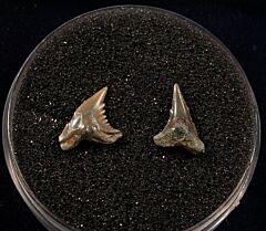 Real Sumatran Hemipristis serra tooth for sale | Buried Treasure Fossils. Tooth on left.