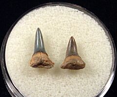 Sumatran Isurus shark tooth for sale | Buried Treasure Fossils. Tooth on the left.