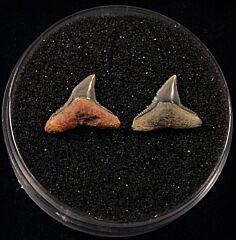 Rare Carcharhinus brachyurus  shark teeth for sale | Buried Treasure Fossils. Tooth on the left.