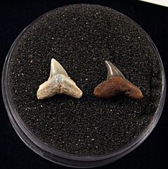 Rare Sumatran Carcharhinus  shark teeth for sale | Buried Treasure Fossils. Tooth on the right.