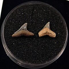 Rare Miocene Carcharhinus brachyurus shark teeth for sale | Buried Treasure Fossils. Tooth on the left.