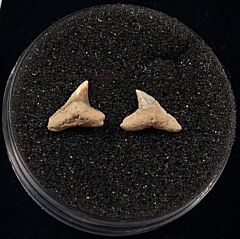 Rare Miocene Copper shark tooth for sale | Buried Treasure Fossils. Tooth on left.