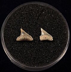 Sumatran Carcharhinus plumbeus shark tooth for sale | Buried Treasure Fossils. Tooth on right.