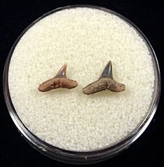 Sumatran Carcharhinus limbatus shark tooth for sale | Buried Treasure Fossils. Tooth on Right.