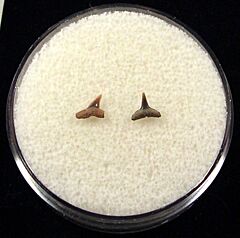 Real Sumatran Hardnose shark tooth for sale | Buried Treasure Fossils. Tooth on left.