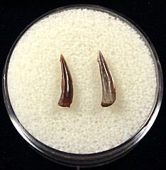 Rare Sumatran Trichiurides shark tooth for sale | Buried Treasure Fossils. Tooth on the right.