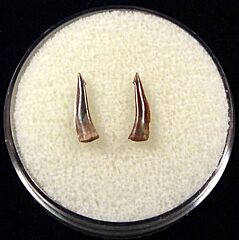 Rare Trichiurides shark teeth for sale | Buried Treasure Fossils. Tooth on the left.