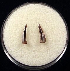 Rare Trichiurides shark teeth for sale | Buried Treasure Fossils. Tooth on the right.
