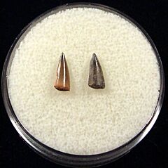 Rare Sphyraena striata tooth for sale | Buried Treasure Fossils. Tooth on left.