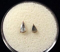 Rare Sumatran Barracuda teeth for sale | Buried Treasure Fossils. Tooth on right.