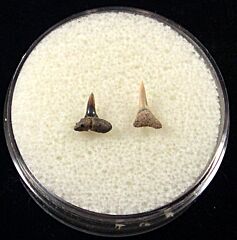 Real Glyphis shark tooth for sale | Buried Treasure Fossils. Tooth on the right.