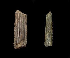 Sumatran Myliobatis barb for sale | Buried Treasure Fossils
