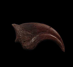 Anzu claw for sale |Buried Treasure Fossils