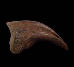 Raptor claw for sale |Buried Treasure Fossils