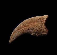 Anzu wyliei toe claw for sale | Buried Treasure Fossils 