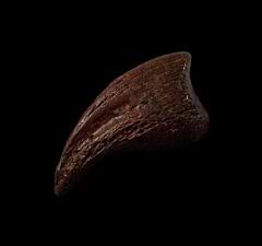 Hell Creek Oviraptor claw for sale |Buried Treasure Fossils 