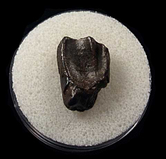 Montana Triceratops spitter tooth | Buried Treasure Fossils