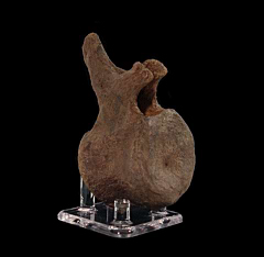 Large Triceratops vertebra for sale | Buried Treasure Fossils
