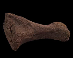 Triceratops toe bone for sale | Buried Treasure Fossils