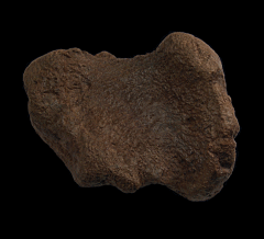 Triceratops pes digit for sale | Buried Treasure Fossils