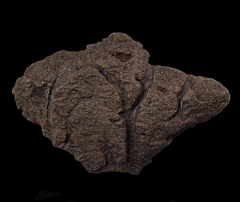 Triceratops frill section for sale | Buried Treasure Fossils