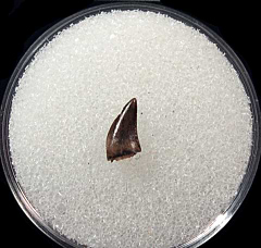 Velociraptor tooth for sale | Buried Treasure Fossils