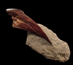 Rooted Edmontosaurus annectens tooth for sale | Buried Treasure Fossils