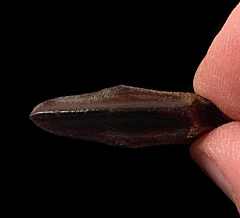 Rooted Edmontosaurus tooth for sale | Buried Treasure Fossils