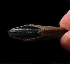 Top quality Edmontosaurus tooth for sale | Buried Treasure Fossils