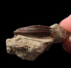 Brown Edmontosaurus tooth for sale | Buried Treasure Fossils