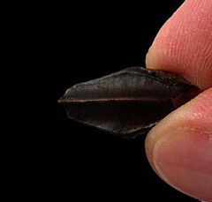 Hell Creek Hadrosaur tooth for sale | Buried Treasure Fossils