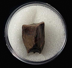 Rooted Edmontosaurus spitter tooth for sale | Buried Treasure Fossils