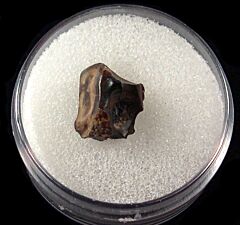Large Edmontosaurus spitter tooth for sale | Buried Treasure Fossils