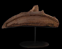 Lambeosaur maxilla | Buried Treasure Fossils