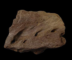 Edmontosaurus upper jaw section for sale | Buried Treasure Fossils