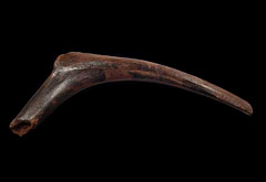 Edmontosaurus rib bone | Buried Treasure Fossils