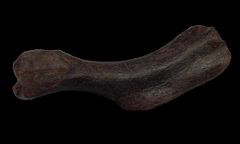 Edmontosaurus humerous - Hell Creek Fm. | Buried Treasure Fossils