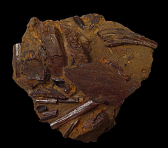 Edmontosaurus humerous - Hell Creek Fm. | Buried Treasure Fossils