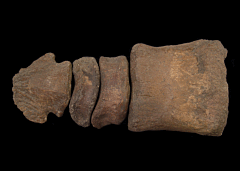 Large Edmontosaurus toe for sale | Buried Treasure Fossils
