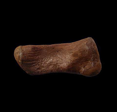 Edmontosaurus carpal bone for sale | Buried Treasure Fossils