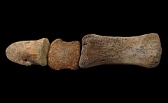 Edmontosaurus metatarsal bone for sale | Buried Treasure Fossils