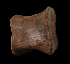 Edmontosaurus toe bone | Buried Treasure Fossils