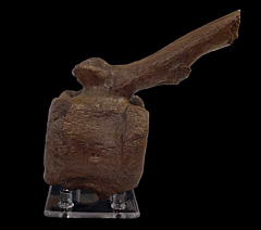 Edmontosaurus caudal vertebra | Buried Treasure Fossils