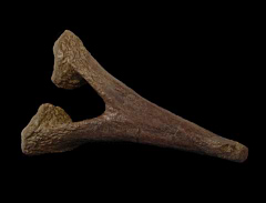 Edmontosaurus chevron | Buried Treasure Fossils