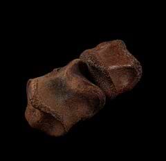 Hell Creek Thescelosaurus pes toe bone for sale | Buried Treasure Fossils