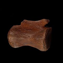 Thescelosaurus toe bone for sale | Buried Treasure Fossils
